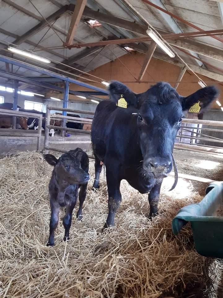 29.07.2020 sündis Järvamaa Kutsehariduskeskuse õppefarmis esimene puhtatõuline aberdiin-anguse lehmvasikas.